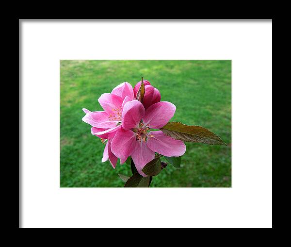 Crabapple Framed Print featuring the photograph Crabapple Portrait by Pete Trenholm