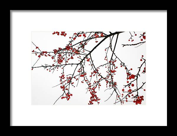 Art Framed Print featuring the photograph Crabapples I by Gerry Bates