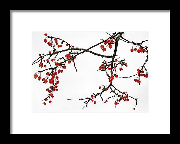 Art Framed Print featuring the photograph Crabapples II by Gerry Bates