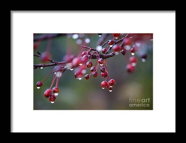 Crabapples Framed Print featuring the photograph Crabapples in the Mist by CJ Benson