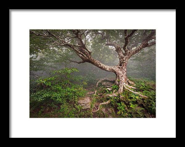 Blue Ridge Parkway Framed Print featuring the photograph Craggy Gardens Blue Ridge Parkway Asheville NC - Enduring Craggy by Dave Allen