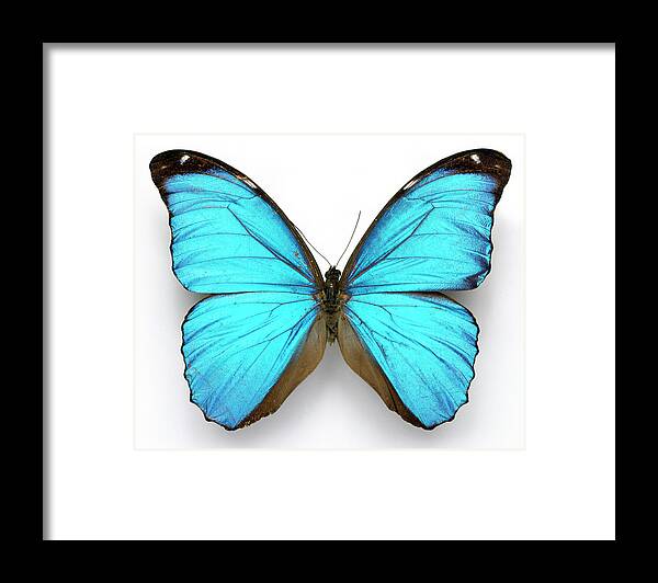 Cramer's Blue Butterfly Framed Print featuring the photograph Cramer's Blue Butterfly by Natural History Museum, London/science Photo Library