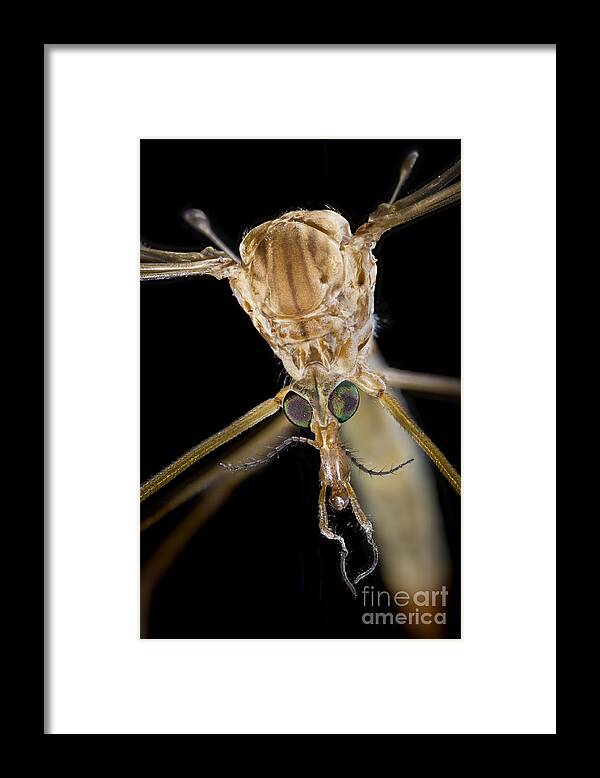 Gallinippers Framed Print featuring the photograph Crane Fly Face by Phil Degginger