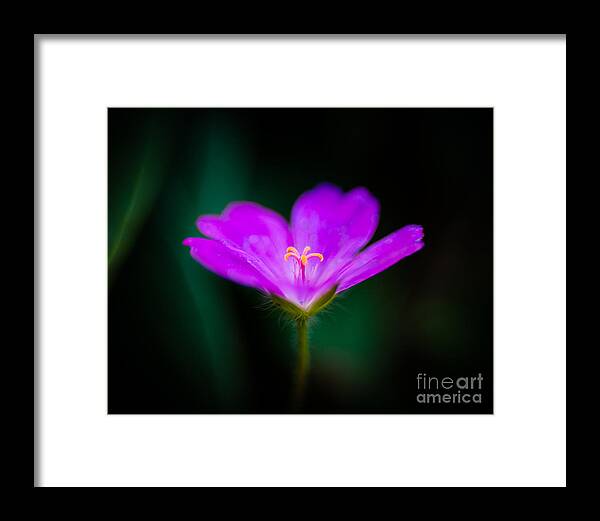 Purple Flower Framed Print featuring the photograph Cranesbill by Pamela Taylor