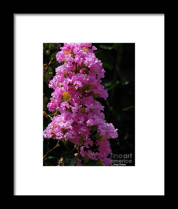 Art For The Wall...patzer Photography Framed Print featuring the photograph Crape Myrtle by Greg Patzer