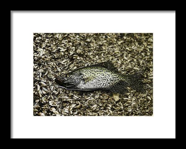 Crappie Framed Print featuring the photograph Crappie 1 by Thomas Young