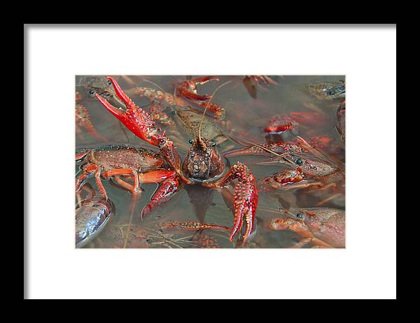 Texas Framed Print featuring the photograph Crawfish Boil Galveston Style by John Black