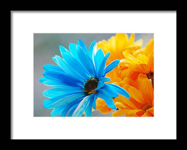 Daisy Framed Print featuring the photograph Crazy Daisies by Linda Segerson