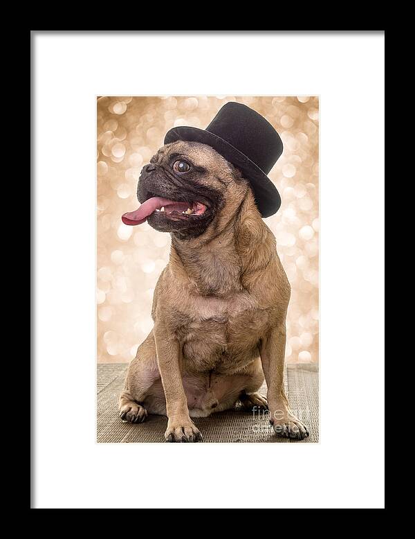 New Years Framed Print featuring the photograph Crazy Top Dog by Edward Fielding