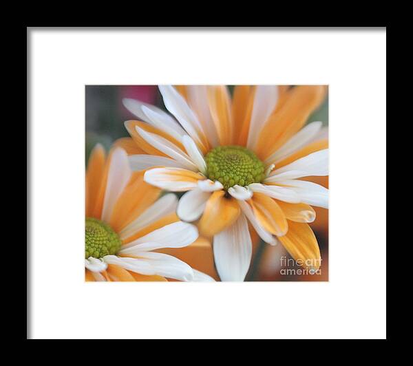 Floral Framed Print featuring the photograph Creamsicle Daisies by Mary Lou Chmura