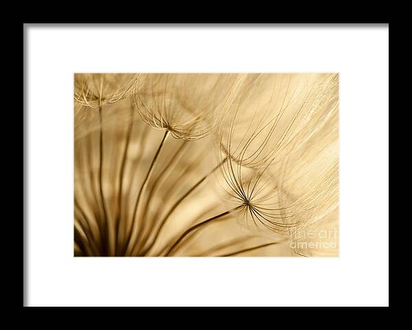 Dandelion Framed Print featuring the photograph Creamy Dandelions by Iris Greenwell