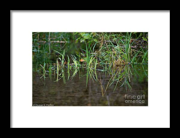 Horticulture Framed Print featuring the photograph Creek Grass by Susan Herber
