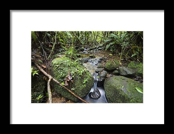 Feb0514 Framed Print featuring the photograph Creek In Mountain Rainforest Costa Rica by Konrad Wothe