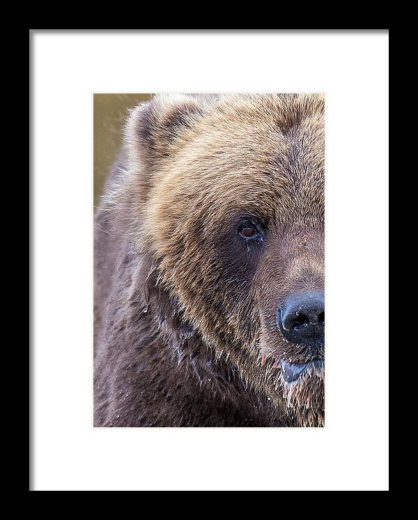 Brown Bear Framed Print featuring the photograph Crescent Brown by Kevin Dietrich