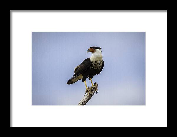 Bird Framed Print featuring the photograph Crested Caracara by Donald Brown