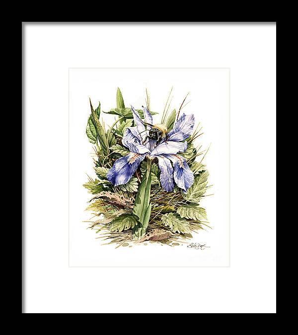 Wildflowers Framed Print featuring the painting Crested Dwarf Iris by Bob George