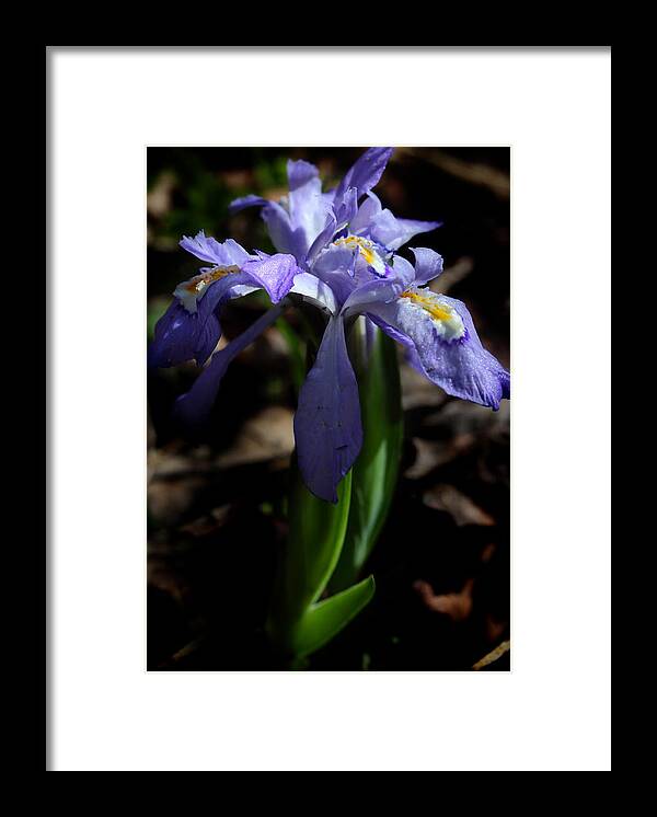 Crested Dwarf Iris Framed Print featuring the photograph Crested Dwarf Iris by Michael Eingle