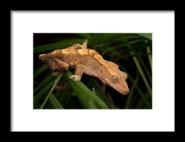 New Caledonian Crested Gecko Framed Print featuring the photograph Crested Gecko Rhacodactylus Ciliatus by David Kenny
