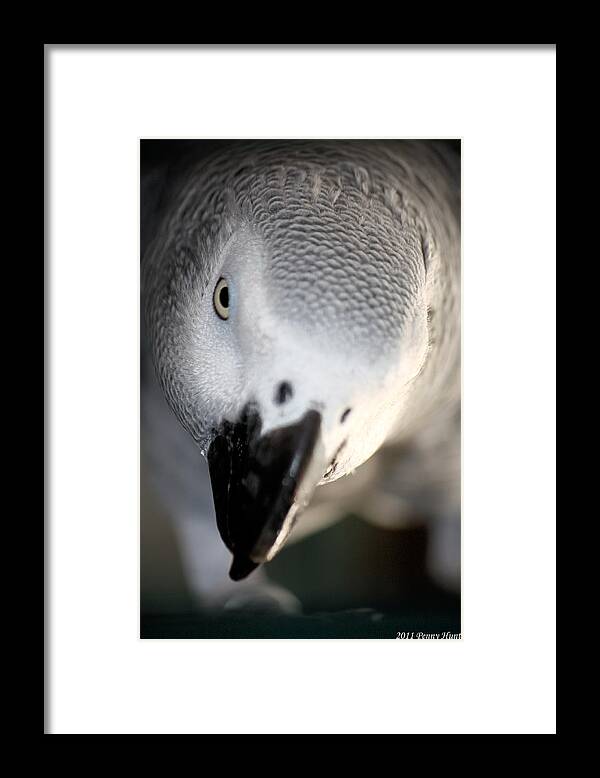 African Grey Framed Print featuring the photograph Cricket by Penny Hunt