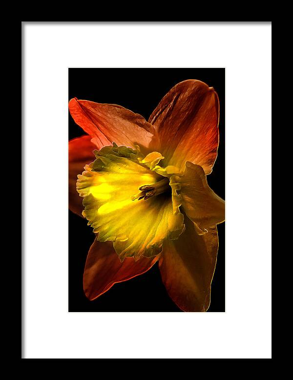 Narcissus Framed Print featuring the photograph Crimson Daffodil by Bill and Linda Tiepelman