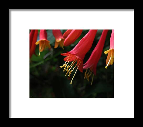 Flower Framed Print featuring the photograph Crimson Honey by Deborah Smith