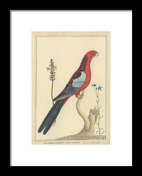 Crimson Rosella Framed Print featuring the photograph Crimson Rosella, 18th Century by Natural History Museum, London