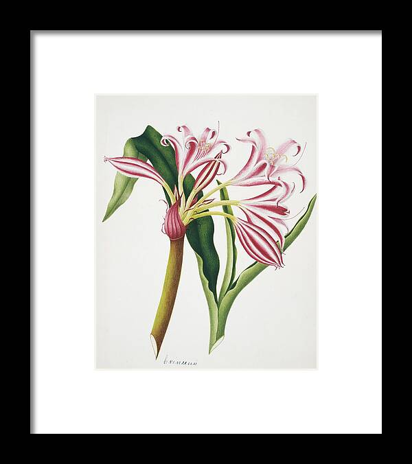 Crinum Framed Print featuring the photograph Crinum Lily Flowers by Natural History Museum, London/science Photo Library