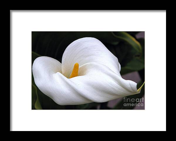 Spring Framed Print featuring the photograph Crisp Linen by Chris Anderson