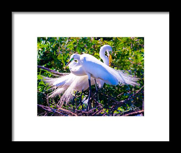 susan Molnar Framed Print featuring the photograph Criss-Cross Egrets by Susan Molnar