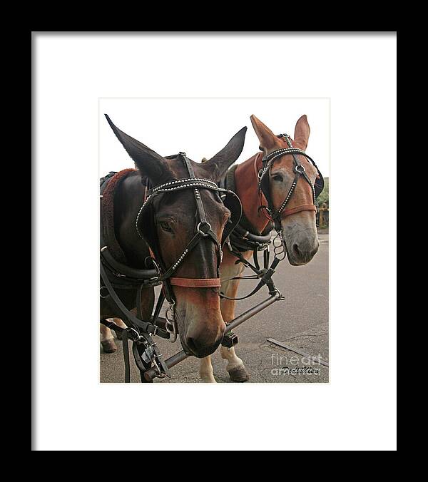 Mule Framed Print featuring the photograph Mules in Harness -Crocket and Tubbs by Dodie Ulery