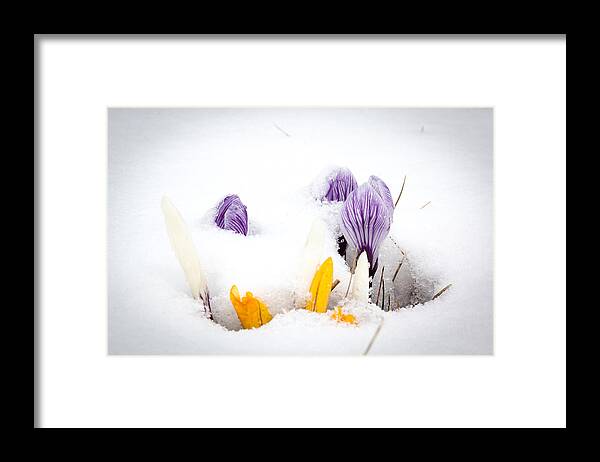 Canada Framed Print featuring the photograph Crocus in the snow by Nick Mares