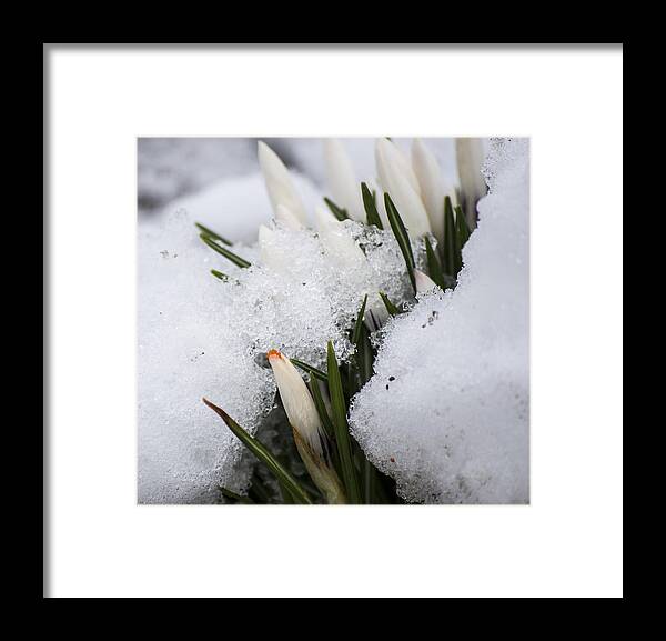 Crocus Framed Print featuring the photograph Crocus by Spikey Mouse Photography