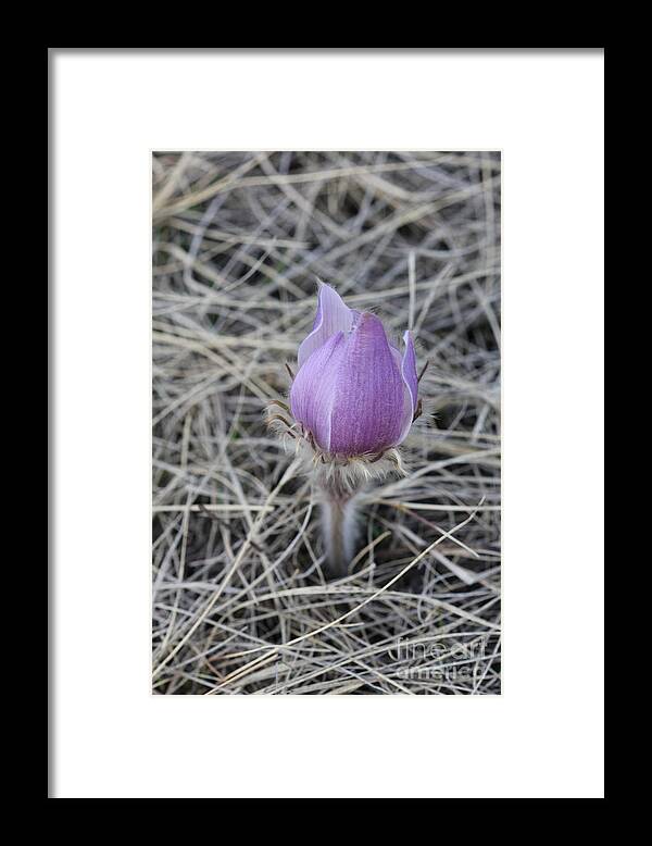 Portrait Framed Print featuring the photograph Crocus Profile by Donna L Munro