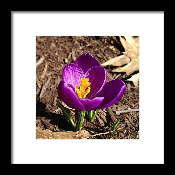Beautiful Framed Print featuring the photograph #crocus #purple #nofilter #spring by Teresa Mucha