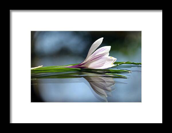 Crocus Reflections Framed Print featuring the photograph Crocus Reflections by Andrea Lazar