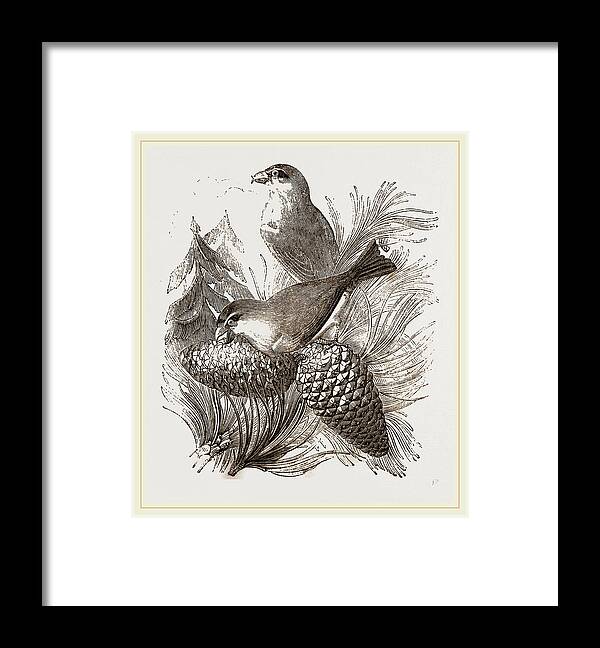 Crossbills Framed Print featuring the drawing Crossbills by Litz Collection