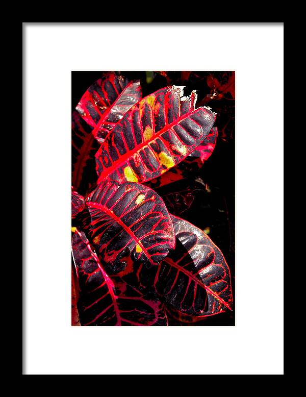Croton Plant Framed Print featuring the photograph Croton Leaves in Black and Red by Michele Myers