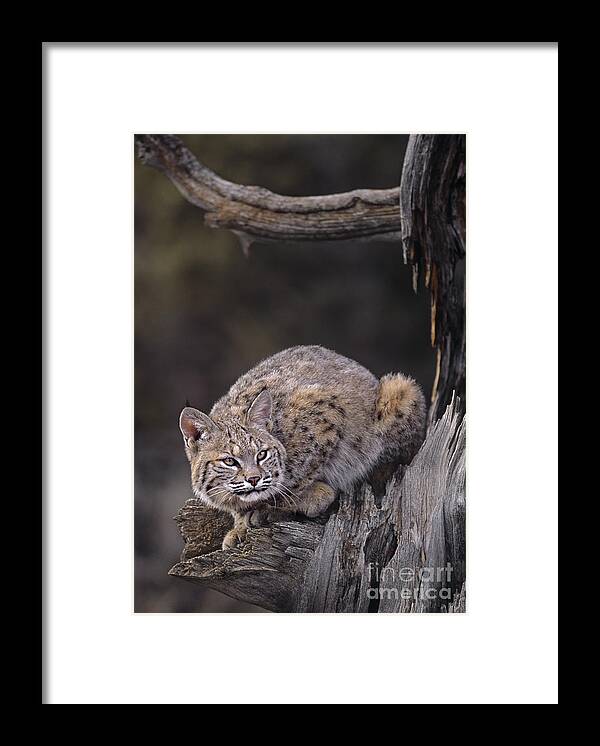 North America Framed Print featuring the photograph Crouching Bobcat Montana Wildlife by Dave Welling