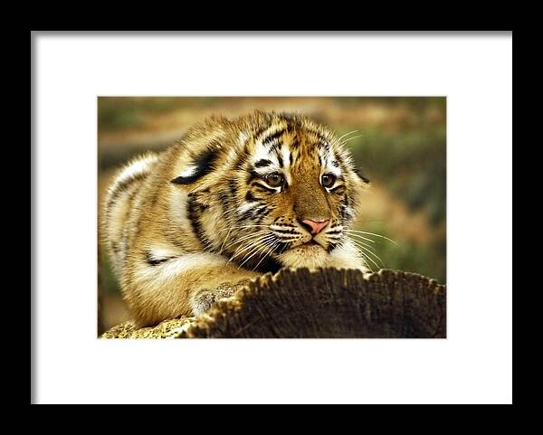 Amur Tiger Framed Print featuring the photograph Crouching Cub by Leda Robertson