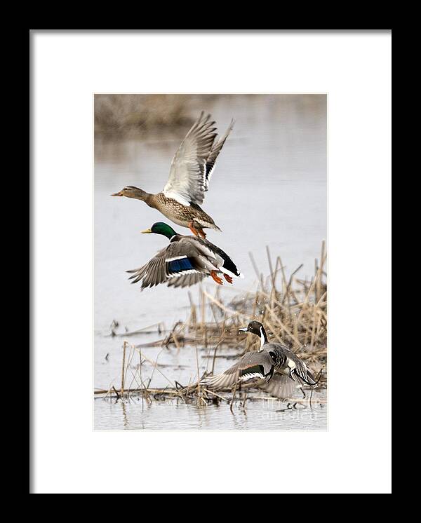 Ducks Framed Print featuring the photograph Crowded Flight Pattern by Michael Dawson