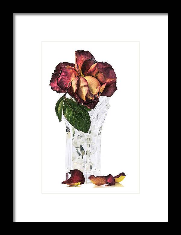 Flowers Framed Print featuring the photograph Crystal Rose by Nancy Strahinic