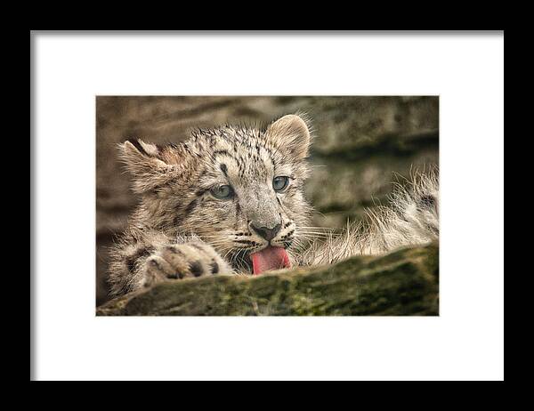 Marwell Framed Print featuring the photograph Cub and Tongue by Chris Boulton