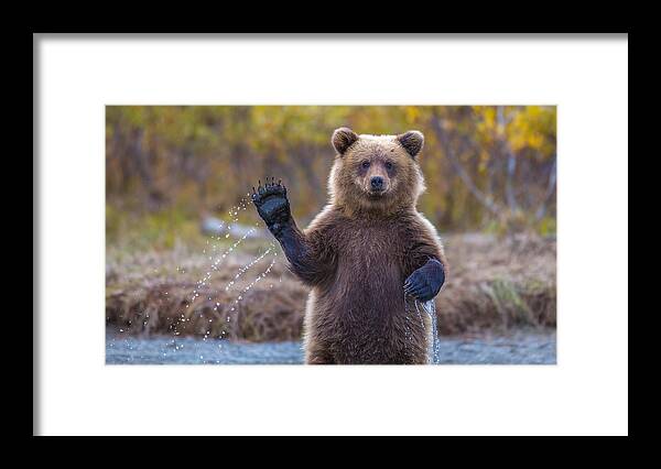 Bear Framed Print featuring the photograph Cub Scouts Honor by Kevin Dietrich