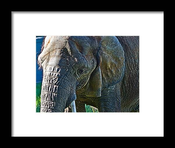 #elephant Framed Print featuring the photograph Cuddles in search by Miroslava Jurcik