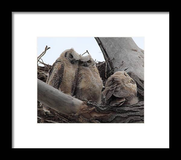 Cuddle Framed Print featuring the photograph Cuddling Up by Shane Bechler