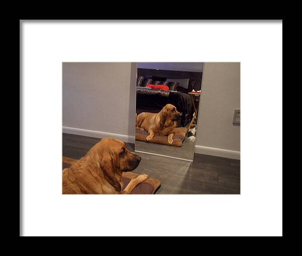 Bloodhound Framed Print featuring the photograph Cujo's Reflection by Val Oconnor