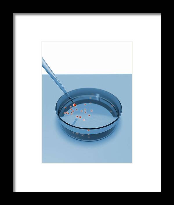 Stem Cell Framed Print featuring the photograph Culturing Stem Cells by Gunilla Elam