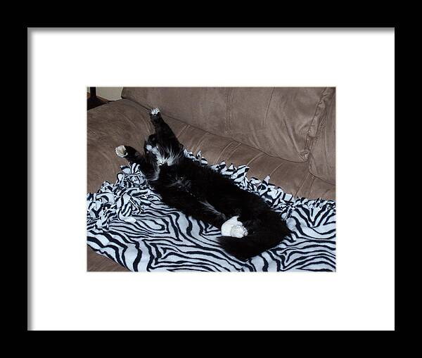 Kitty Framed Print featuring the photograph Cupcake Lounging by Gene Ritchhart