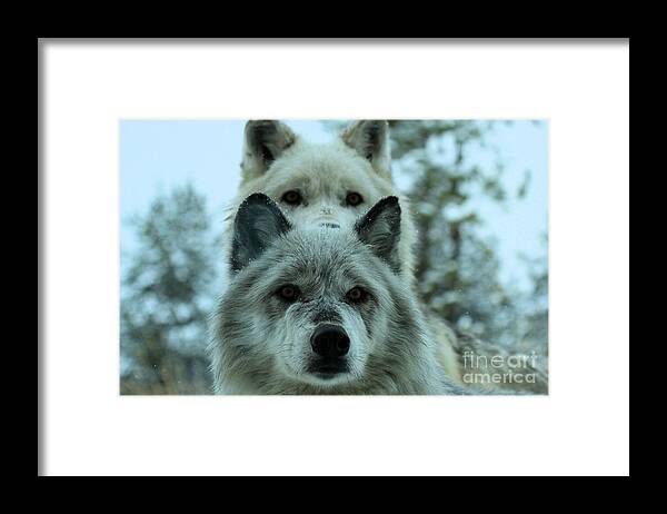 Gray Wolf Framed Print featuring the photograph Curiosity by Adam Jewell