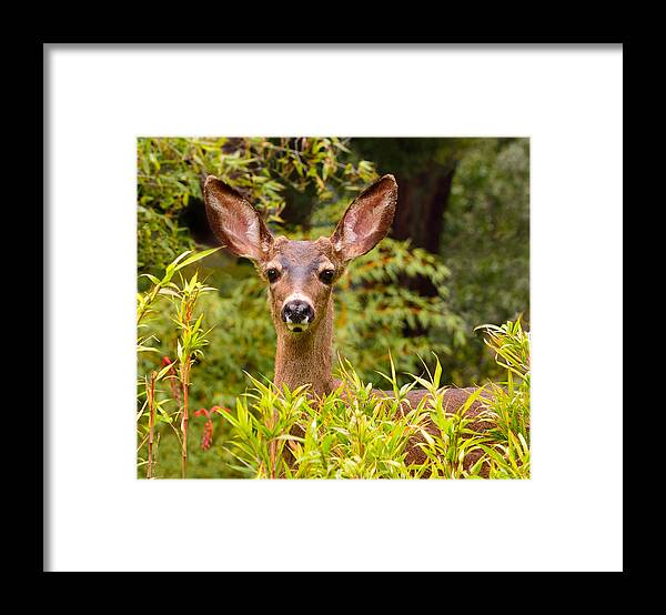 Deer Framed Print featuring the photograph Curiosity by Brian Tada